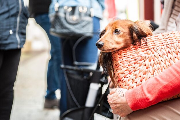 Close-up di un cane in una borsa