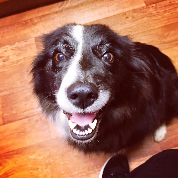 Photo close-up of dog on hardwood floor