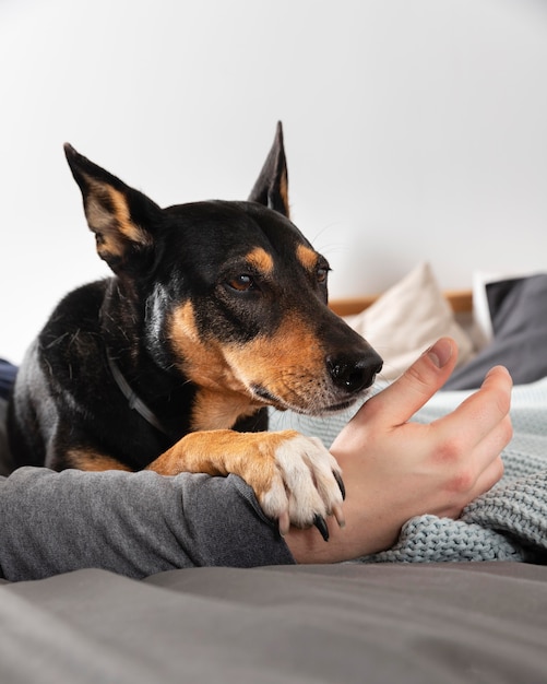 飼い主の手を握って犬をクローズアップ