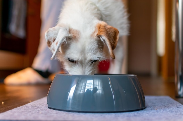 自宅の犬のクローズアップ