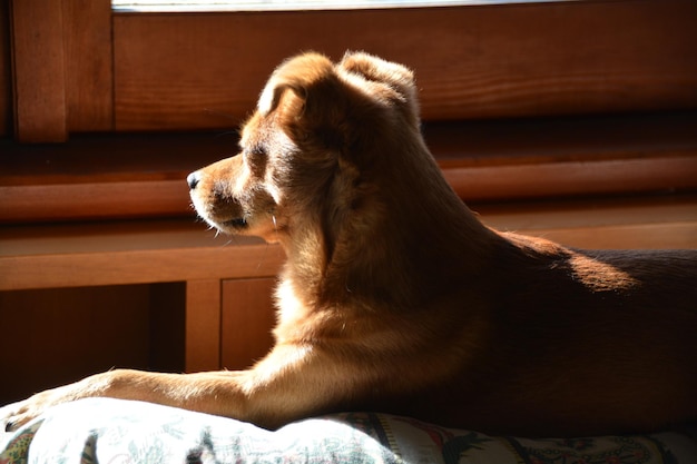 家にいる犬のクローズアップ