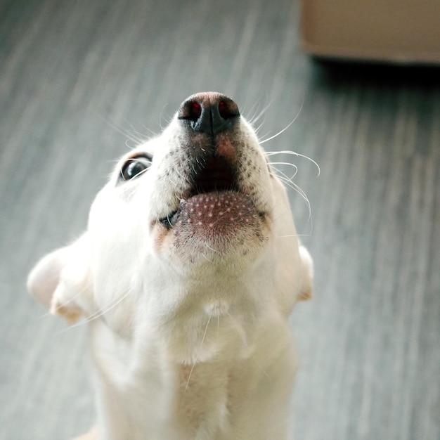 家にいる犬のクローズアップ
