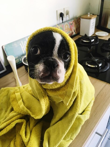 Foto prossimo piano del cane a casa