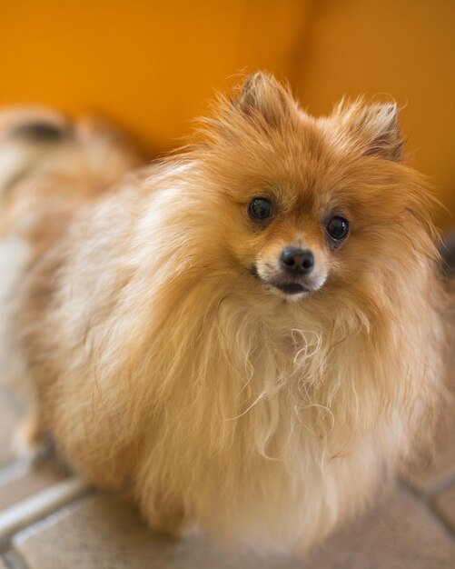 Close-up of dog at home