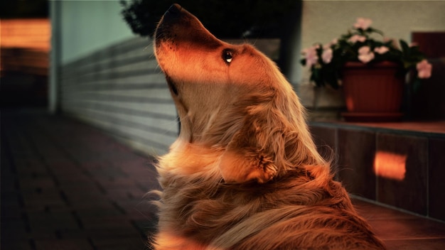 家にいる犬のクローズアップ