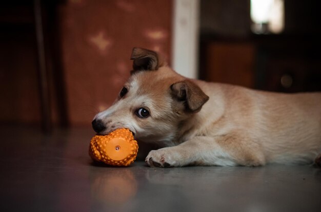 Photo close-up of a dog at home