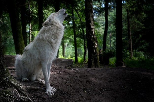 Photo close-up of dog howling by tree