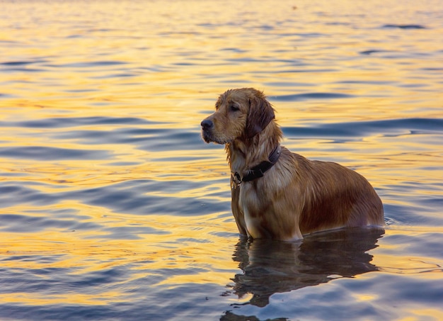 Foto close-up di un cane nel lago