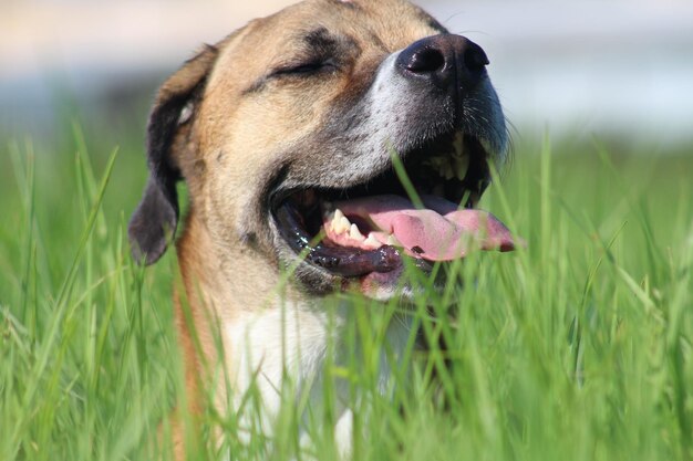 Photo close-up of dog on land