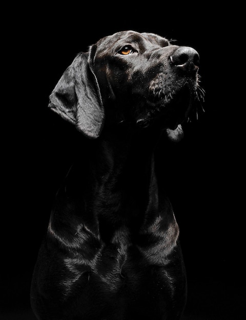 Foto close-up di un cane che guarda lontano su uno sfondo nero