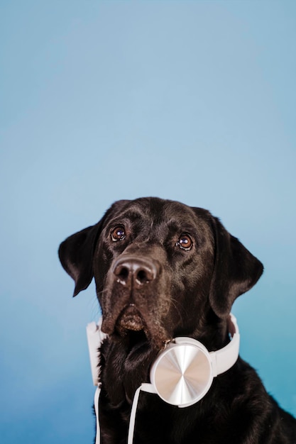 Foto close-up di un cane che guarda lontano contro il cielo blu