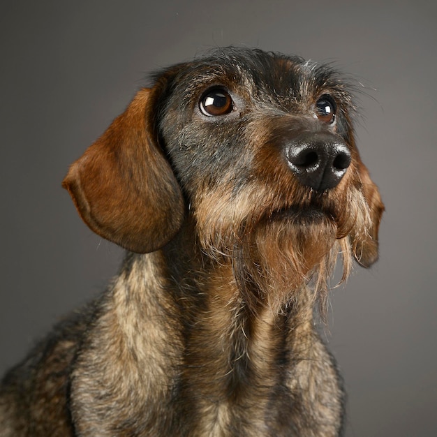 Photo close-up of dog looking away against gray background