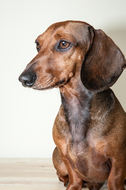 白い背景に近距離で犬が目をそらしている