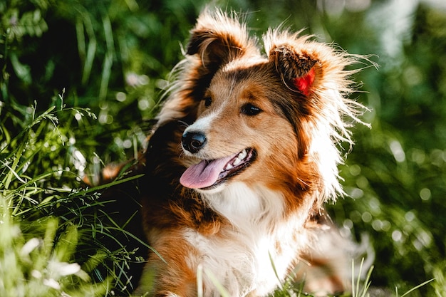 Photo close-up of dog looking away on field