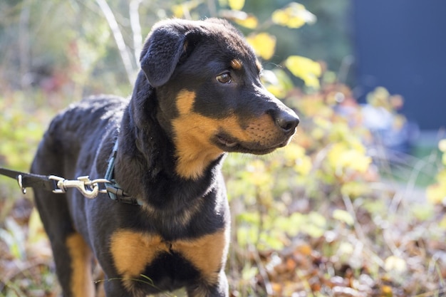 Foto close-up di un cane che guarda lontano sul campo