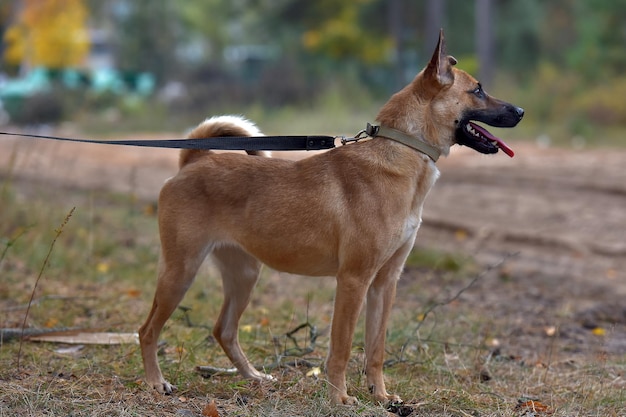 Photo close-up of a dog looking away on field