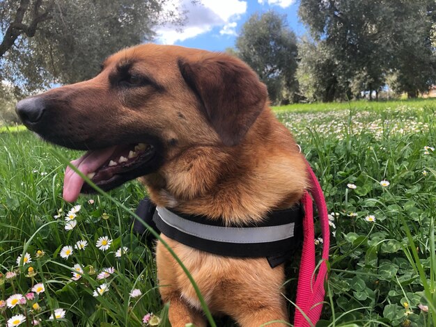 Close-up of dog looking away on field