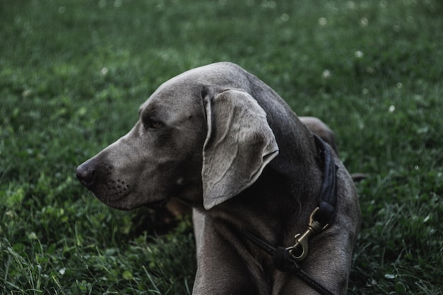 Photo close-up of dog looking away on field