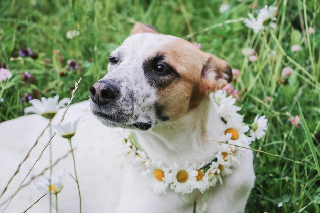 Photo close-up of dog looking away on field