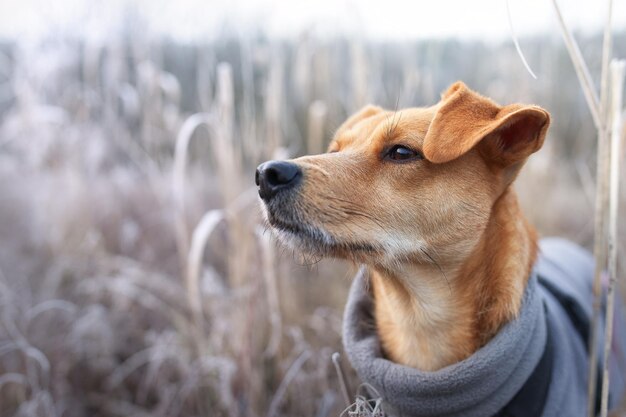 Foto close-up di un cane che guarda lontano sul campo