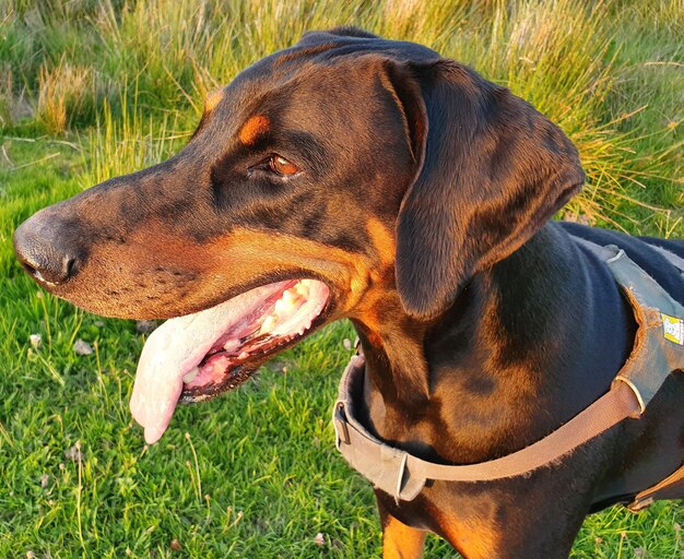 Foto close-up di un cane che guarda lontano sul campo