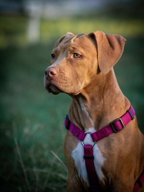 Close-up of dog looking away on field