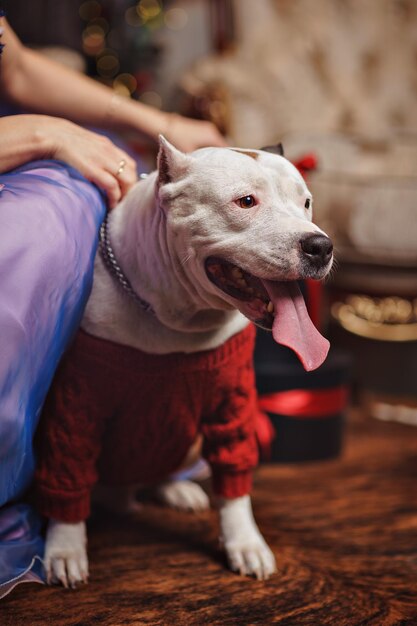 Foto close-up di un cane che guarda lontano a casa