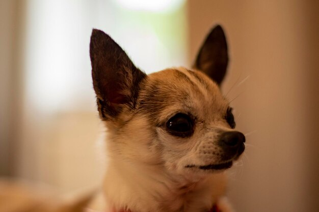 Photo close-up of a dog looking away at home