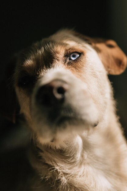 Photo close-up of dog looking away at home