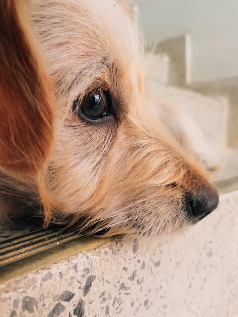 Foto close-up di un cane che guarda lontano a casa