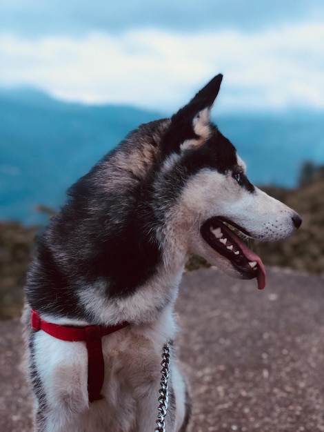 Foto close-up di un cane che guarda lontano sulla terraferma