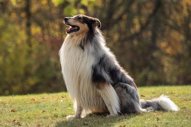 Photo close-up of dog looking away sitting on field