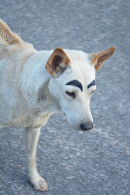 Photo close-up of a dog looking away on street