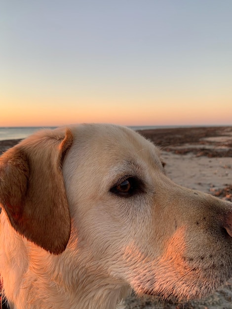 Close-up of a dog looking away at sunset