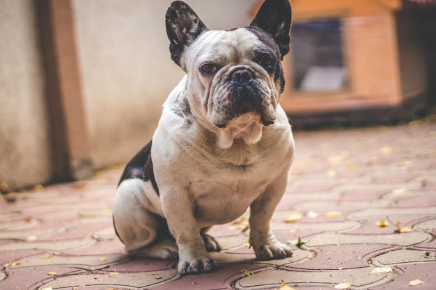 Foto close-up di un cane che guarda da un'altra parte mentre è seduto sul sentiero