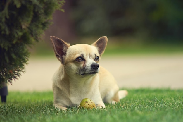 草の上に座っている犬のクローズアップ