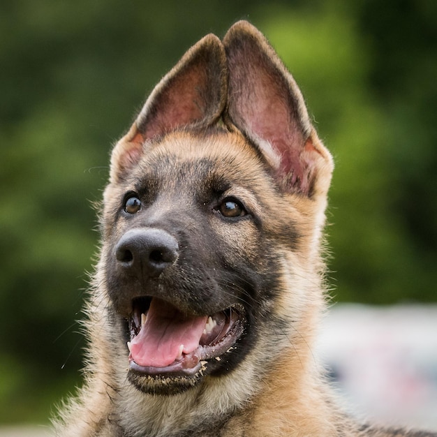 close-up of dog looking away while sitting outdoors