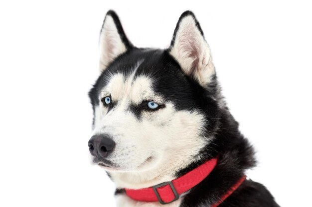 Photo close-up of dog looking away over white background