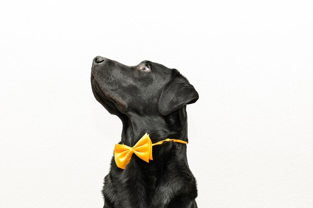 Close-up of a dog looking away over white background