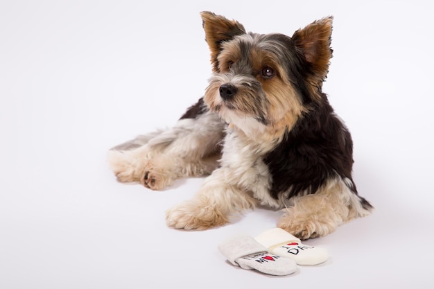 Photo close-up of dog looking away over white background