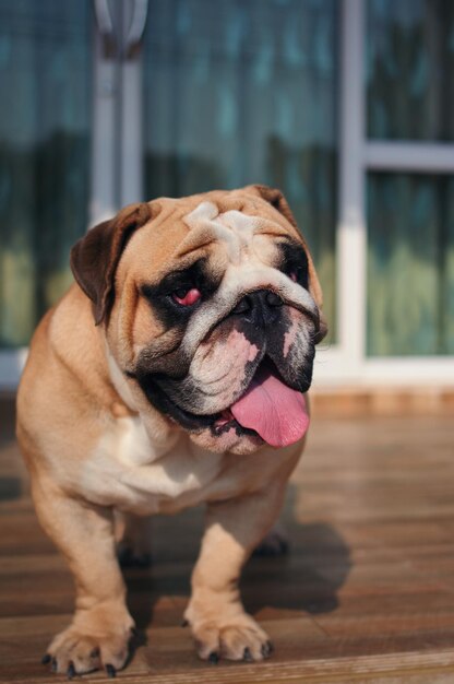 Photo close-up of a dog looking away