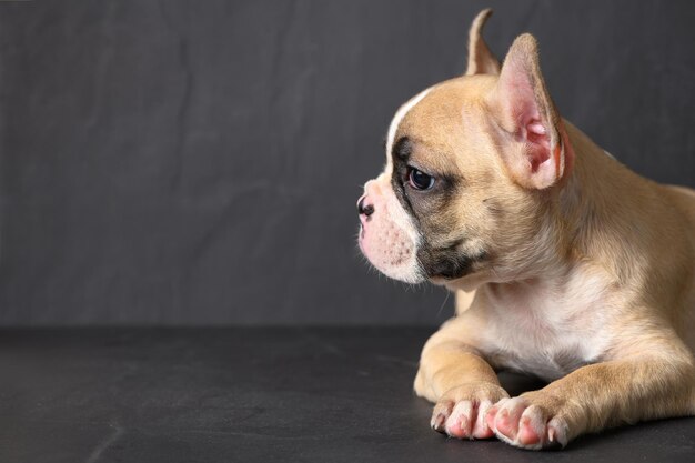 Photo close-up of a dog looking away