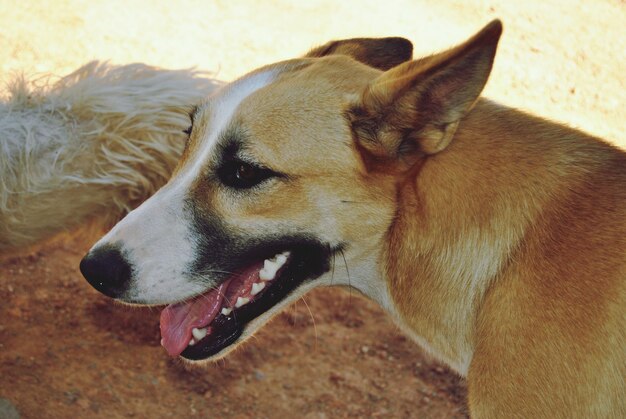 Foto close-up di un cane che guarda da un'altra parte