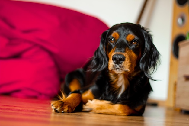 Foto close-up del cane che guarda da un'altra parte