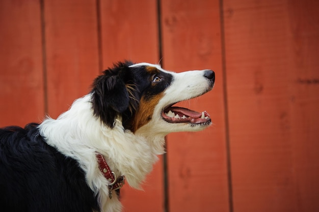 Foto close-up del cane che guarda da un'altra parte