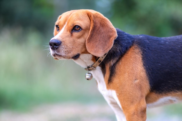 遠くを見回す犬のクローズアップ