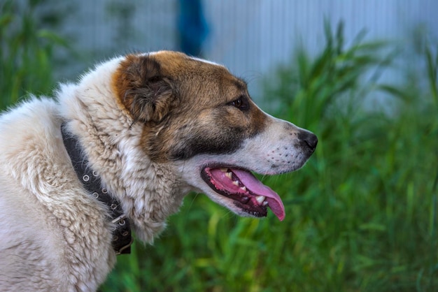 Foto close-up del cane che guarda da un'altra parte