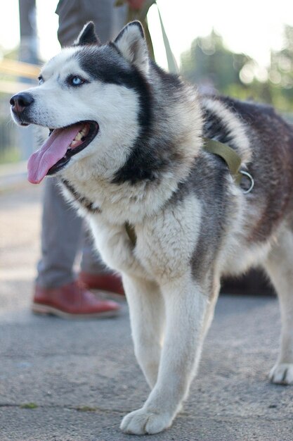 Photo close-up of dog looking away