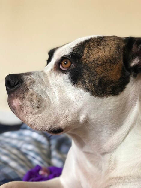 Close-up of a dog looking away