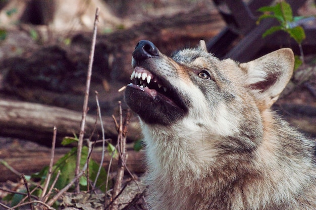 Foto close-up del cane che guarda da un'altra parte